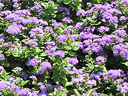 Hawaii Blue Flossflower (Ageratum 'Hawaii Blue') at A Very Successful Garden Center