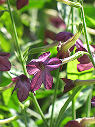 Perfume Deep Purple Flowering Tobacco (Nicotiana 'Perfume Deep Purple') at A Very Successful Garden Center
