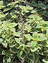 Country Borage (Plectranthus amboinicus 'Variegatus') at Lakeshore Garden Centres