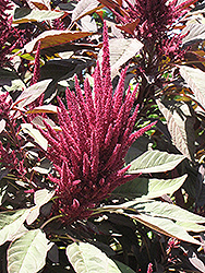 Hopi Red Dye Amaranthus (Amaranthus cruentus 'Hopi Red Dye') at A Very Successful Garden Center