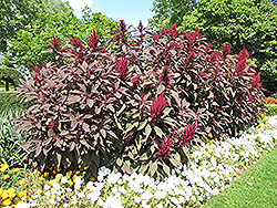Hopi Red Dye Amaranthus (Amaranthus cruentus 'Hopi Red Dye') at A Very Successful Garden Center