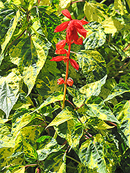 Dancing Flame Sage (Salvia vanhouttei 'Dancing Flame') at A Very Successful Garden Center