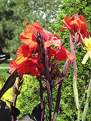 Cleopatra Red Canna (Canna 'Cleopatra Red') at Lakeshore Garden Centres