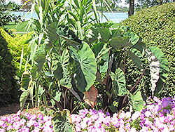Black Stem Elephant Ear (Colocasia fontanesii) at A Very Successful Garden Center