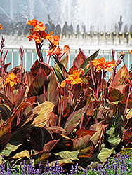 Phasion Canna (Canna 'Phasion') at A Very Successful Garden Center
