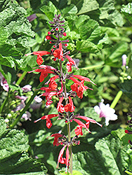 Pineapple Sage (Salvia elegans 'Pineapple') at A Very Successful Garden Center