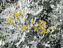 Silver Dust Dusty Miller (Senecio cineraria 'Silver Dust') at A Very Successful Garden Center