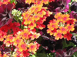 Obsession Scarlet Verbena (Verbena 'Obsession Scarlet') at A Very Successful Garden Center
