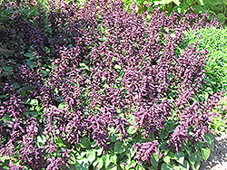 Vista Purple Sage (Salvia splendens 'PAS3292') at A Very Successful Garden Center