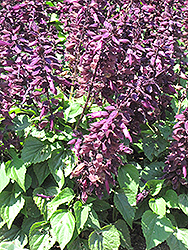 Salsa Light Purple Sage (Salvia splendens 'Salsa Light Purple') at A Very Successful Garden Center