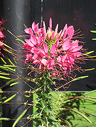 Rose Queen Spiderflower (Cleome hassleriana 'Rose Queen') at A Very Successful Garden Center