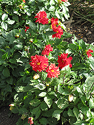 Figaro Red Shades Dahlia (Dahlia 'Figaro Red Shades') at Lakeshore Garden Centres