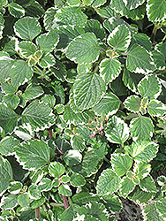 Swedish Ivy (Plectranthus forsteri 'Marginatus') at A Very Successful Garden Center