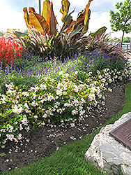 Barbara Rogers Begonia (Begonia 'Barbara Rogers') at Stonegate Gardens