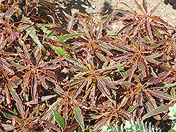 Lance Copper Plant (Acalypha wilkesiana 'Macafeana') at A Very Successful Garden Center