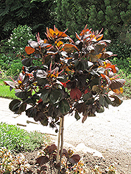 Moorea Copper Plant (Acalypha wilkesiana 'Moorea') at A Very Successful Garden Center