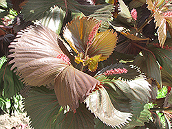 Moorea Copper Plant (Acalypha wilkesiana 'Moorea') at A Very Successful Garden Center