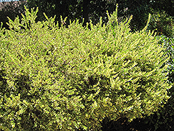 Variegated Myrtle (Myrtus communis 'Variegata') at A Very Successful Garden Center