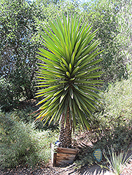 Faxon Yucca (tree form) (Yucca faxoniana (tree form)) at Lakeshore Garden Centres