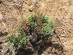 Aeolian Limonium (Limonium minutiflorum) at Lakeshore Garden Centres