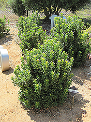 Yeddo Hawthorn (Rhaphiolepis umbellata) at A Very Successful Garden Center