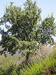 Cork Oak (Quercus suber) at A Very Successful Garden Center