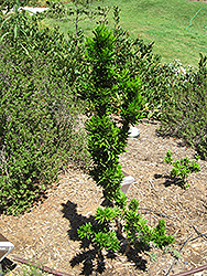 Twisted Myrtle (Myrtus communis 'Boetica') at Stonegate Gardens