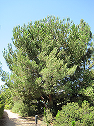 Stone Pine (Pinus pinea) at A Very Successful Garden Center