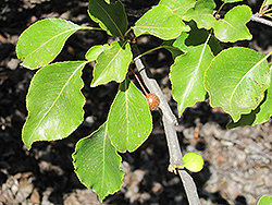 Evergreen Pear (Pyrus kawakamii) at A Very Successful Garden Center