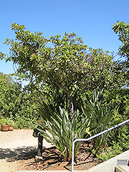 Bronze Loquat (Eriobotrya deflexa) at A Very Successful Garden Center