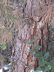 Eldarica Pine (Pinus eldarica) at Lakeshore Garden Centres