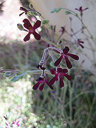 South African Geranium (Pelargonium sidoides) at A Very Successful Garden Center