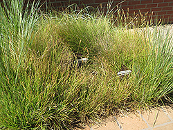 Slender Veldt Grass (Pennisetum spathiolatum) at A Very Successful Garden Center