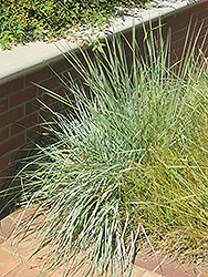 Elliott's Love Grass (Eragrostis elliottii) at A Very Successful Garden Center