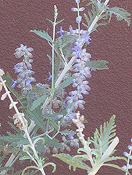 Blue Spire Russian Sage (Perovskia 'Blue Spire') at Lakeshore Garden Centres