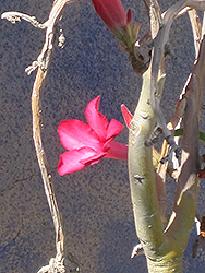 Desert Rose (Adenium obesum) at Lakeshore Garden Centres