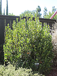 Sweet Bay (shrub form) (Laurus nobilis '(shrub form)') at A Very Successful Garden Center