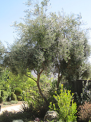 Swan Hill Olive (Olea europaea 'Swan Hill') at A Very Successful Garden Center