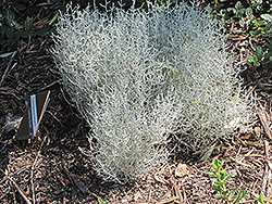 Cushion Bush (Calocephalus brownii) at A Very Successful Garden Center