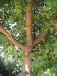 Carob Tree (Ceratonia siliqua) at Stonegate Gardens