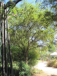 Small's Sweet Acacia (Acacia smallii) at Lakeshore Garden Centres
