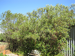 African Sumac (Searsia lancea) at A Very Successful Garden Center