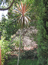 Red Star Grass Palm (tree form) (Cordyline australis 'Red Star (tree form)') at A Very Successful Garden Center
