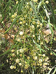 Willow Acacia (Acacia salicina) at A Very Successful Garden Center