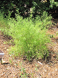 De La Mina Verbena (Verbena lilacina 'De La Mina') at A Very Successful Garden Center