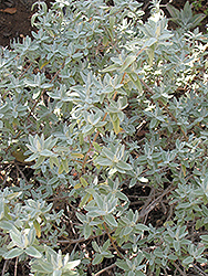 Point Sal Sage (Salvia leucophylla 'Point Sal') at A Very Successful Garden Center