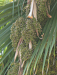 Mexican Fan Palm (Washingtonia robusta) at A Very Successful Garden Center