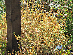 Woolly Jerusalem Sage (Phlomis lanata) at A Very Successful Garden Center