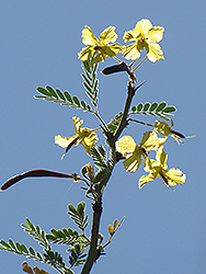 Palo Brea (Cercidium praecox) at Lakeshore Garden Centres
