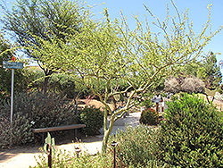 Palo Brea (Cercidium praecox) at A Very Successful Garden Center